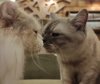 Cat Cafe MOCHA Akihabara-千代田区必去景点