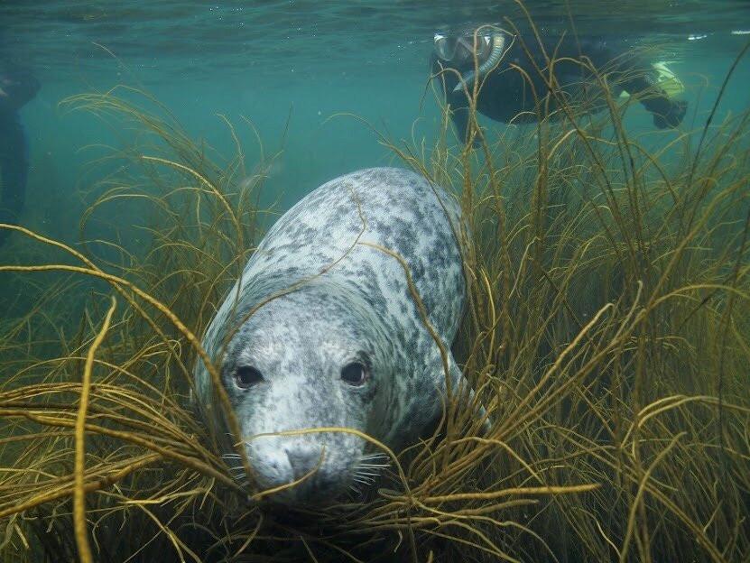 Seal Snorkelling Adventures-Higher Town必去景点