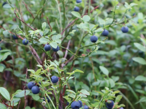 Wild Frame Adventures-赫尔辛基必去景点