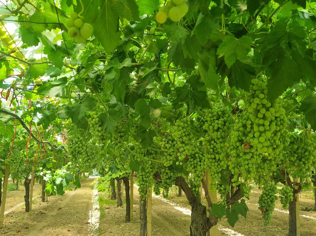 Gurrieri Vigneti&cantina-Chiaramonte Gulfi必去景点