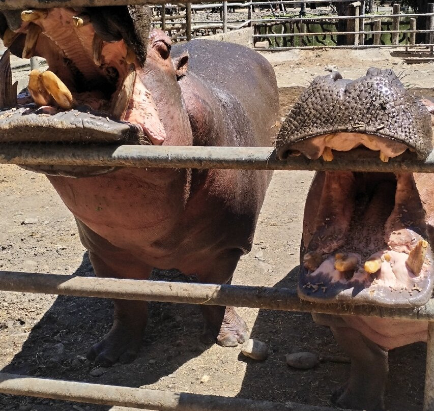 Zoofari-Amacuzac必去景点