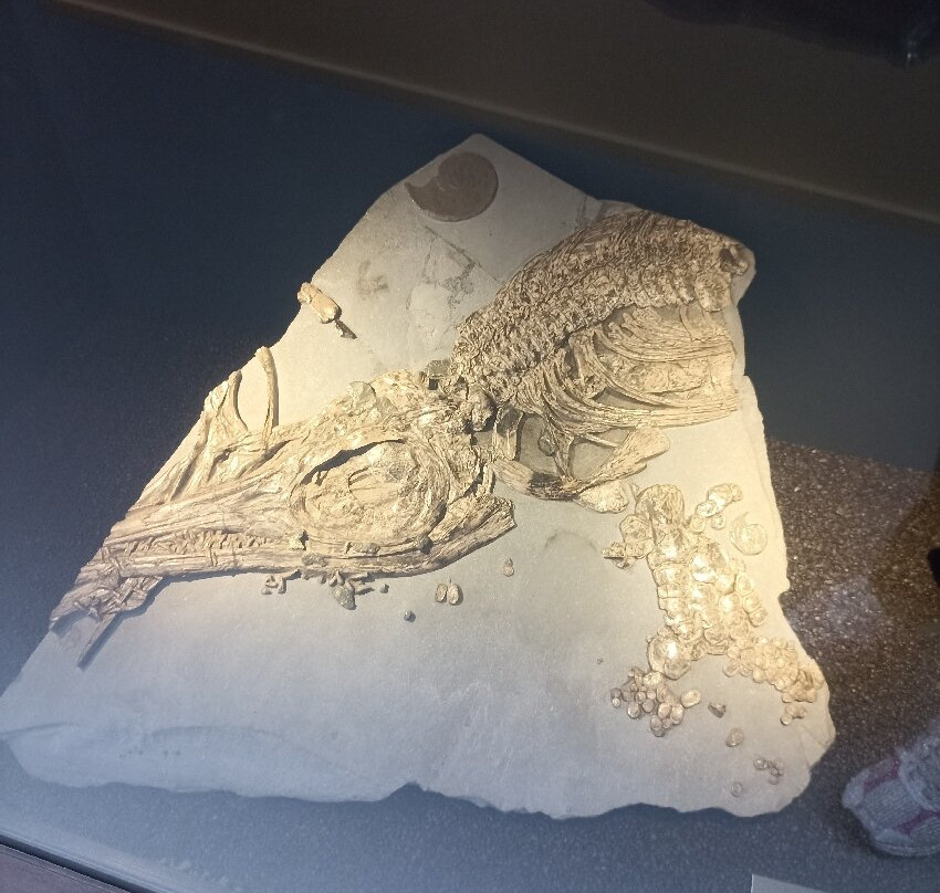 Luxembourg National Museum of Natural History-卢森堡城必去景点