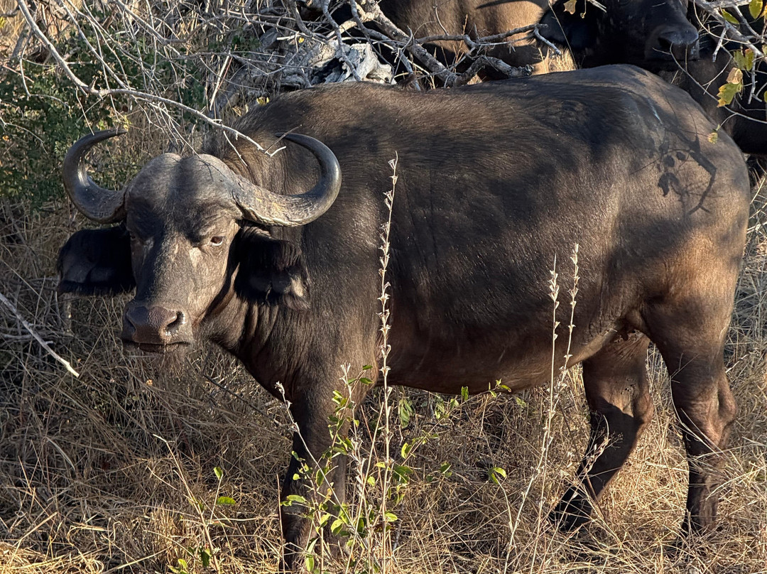 Paw Safaris-霍德斯普鲁特必去景点