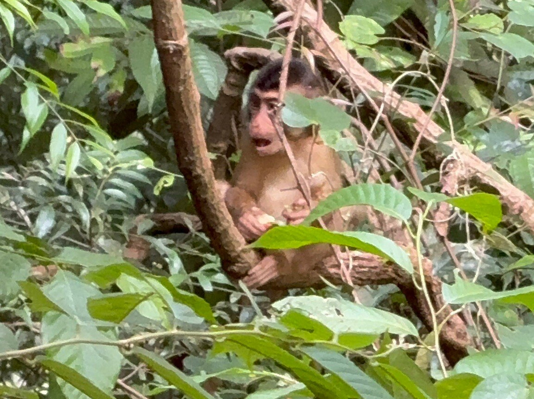 Sumatra Orang Utan Treks-武吉拉旺必去景点