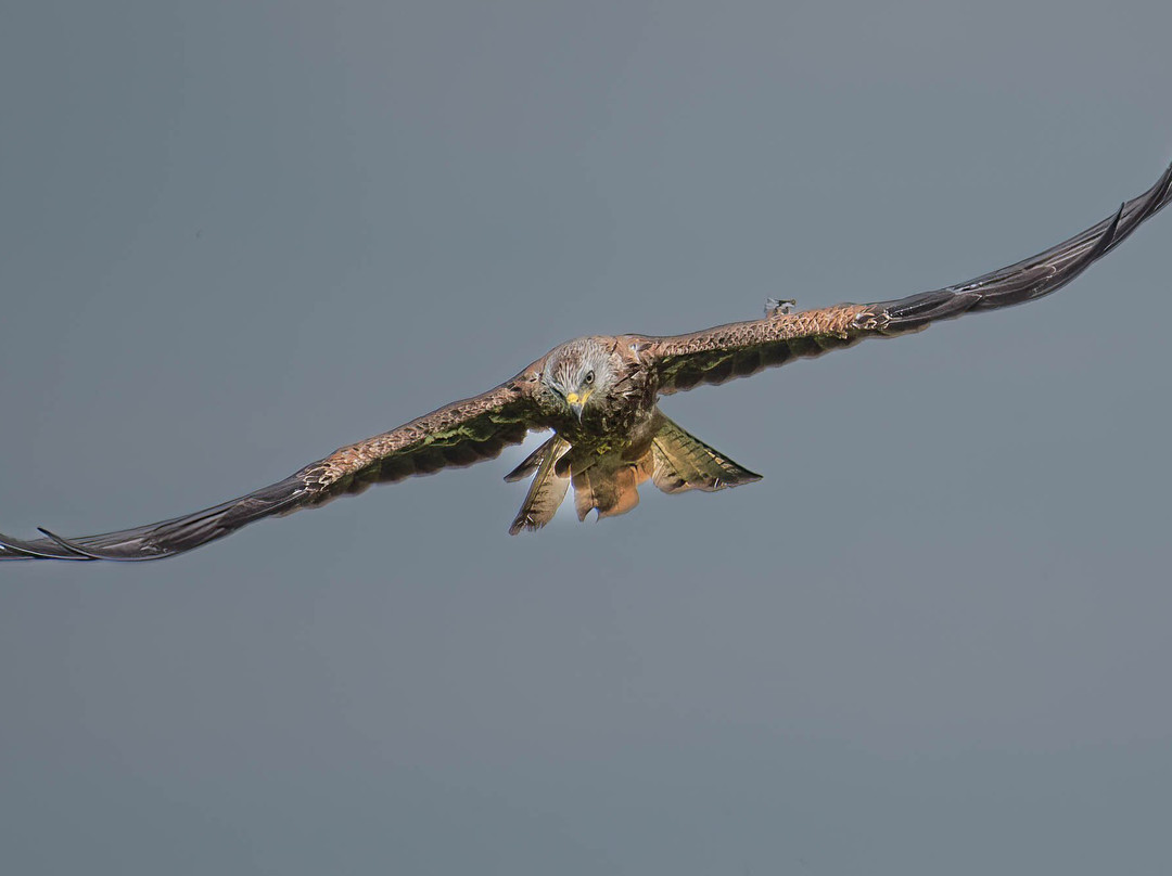 Argaty Red Kites-Doune必去景点