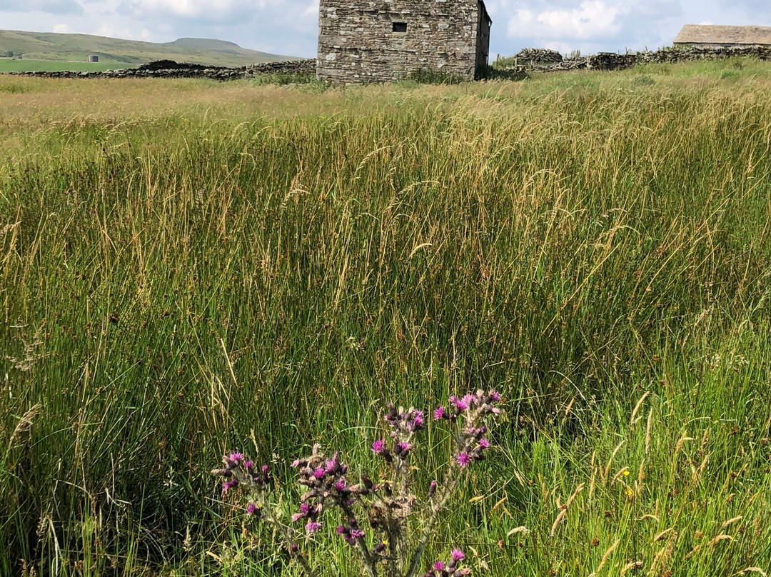 Hannah's Meadow-Barnard Castle必去景点