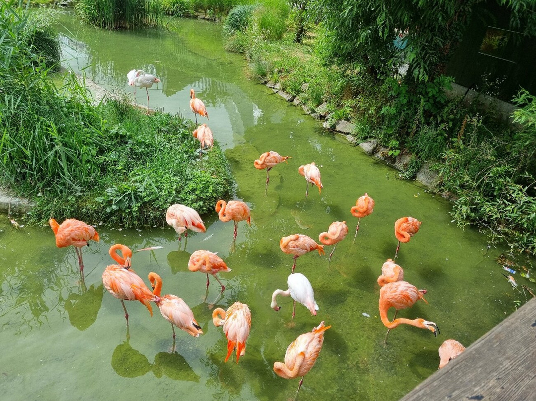 Knies Kinderzoo Rapperswil-拉珀斯维尔必去景点