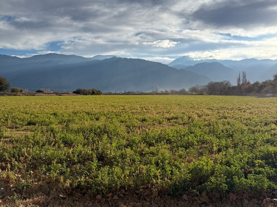 Cabras de Cafayate-卡法亚特必去景点