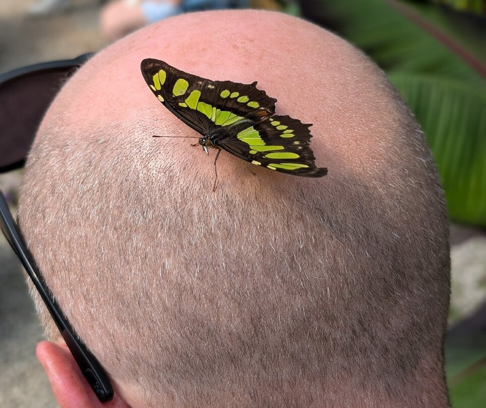 Guys Butterfly House-St Hilary必去景点