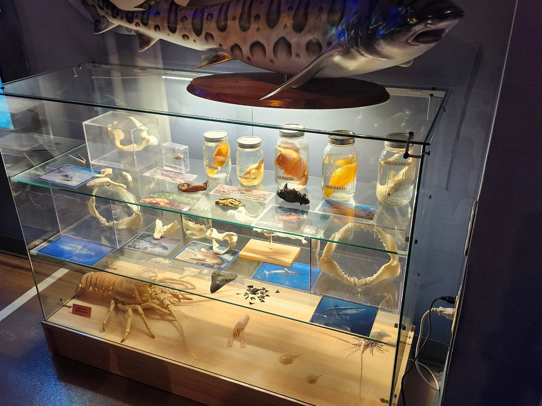 SEA LIFE Aquarium-卡尔斯巴德必去景点