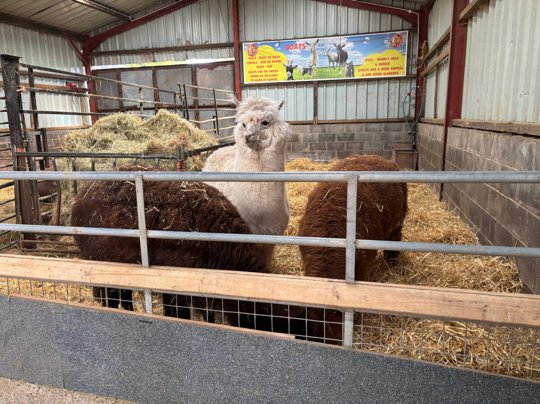 Cantref Adventure Farm and Riding Centre-布雷肯必去景点