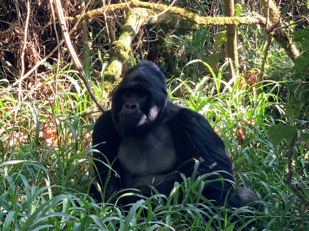 Musana Tours & Travel Uganda Ltd-恩德培必去景点