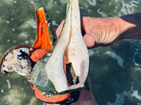 Flip Side Charter-萨尼贝尔岛必去景点