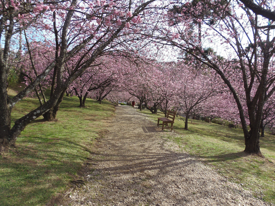 Parque das Cerejeira-坎普斯－杜若尔当必去景点