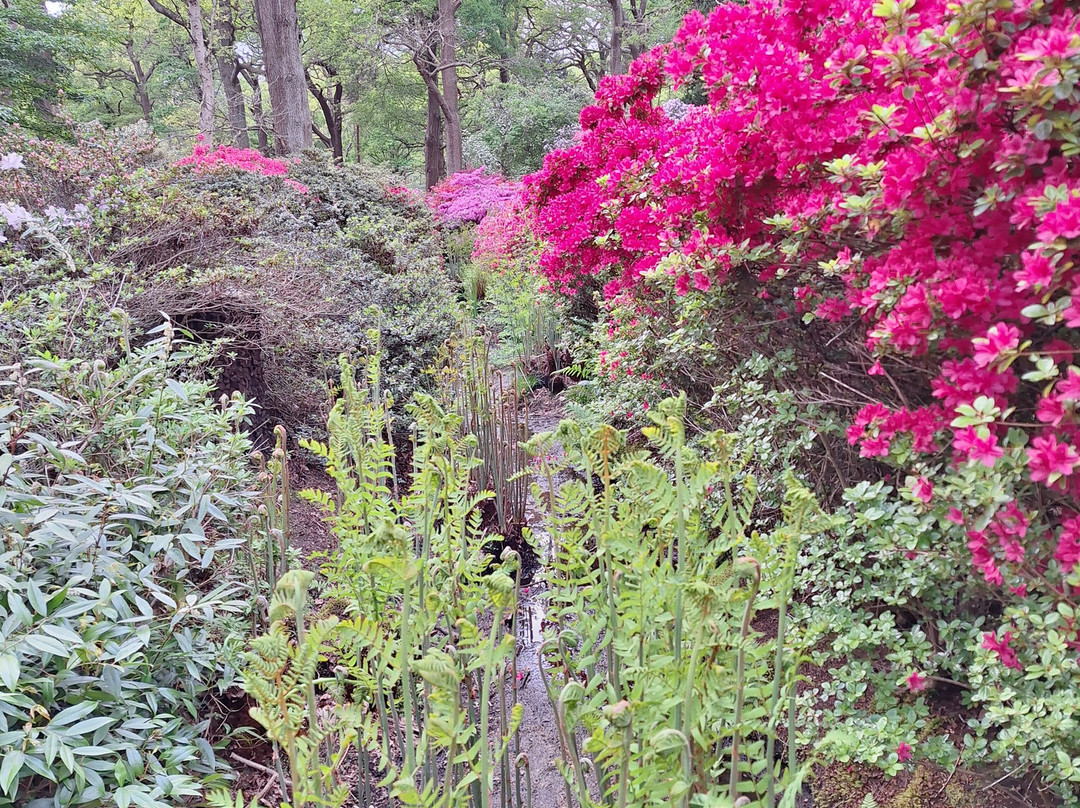 Isabella Plantation-泰晤士河畔里士满必去景点