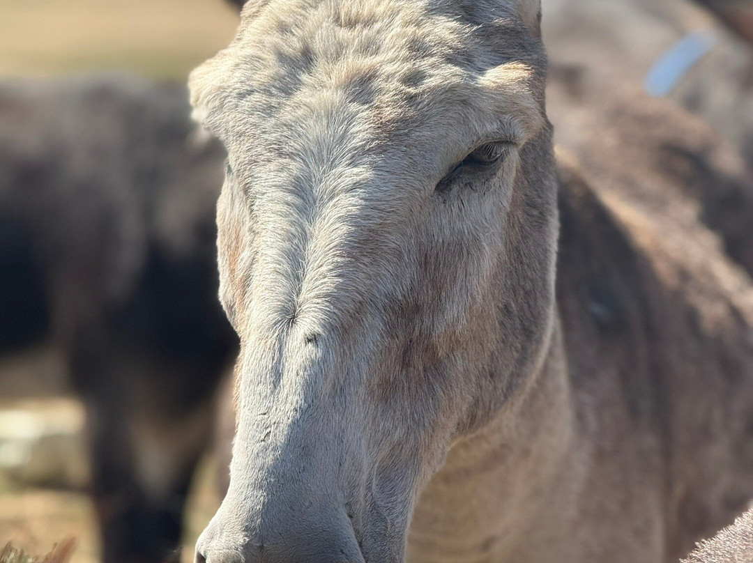 Hayling Island Donkey Sanctuary-海灵岛必去景点