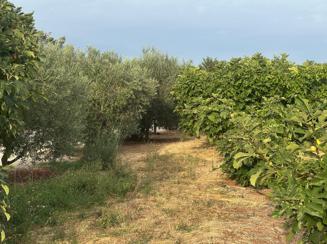 Domaine Terre De Mistral-Rousset必去景点