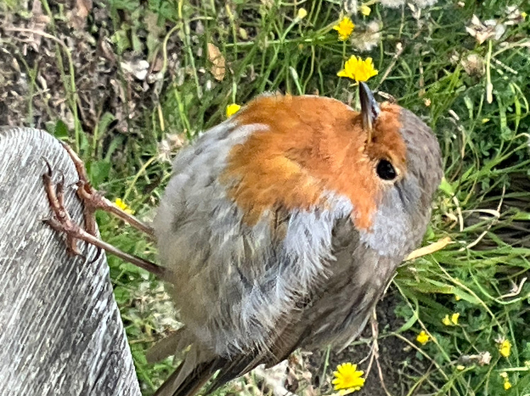 Tobermory Lighthouse-Tobermory必去景点