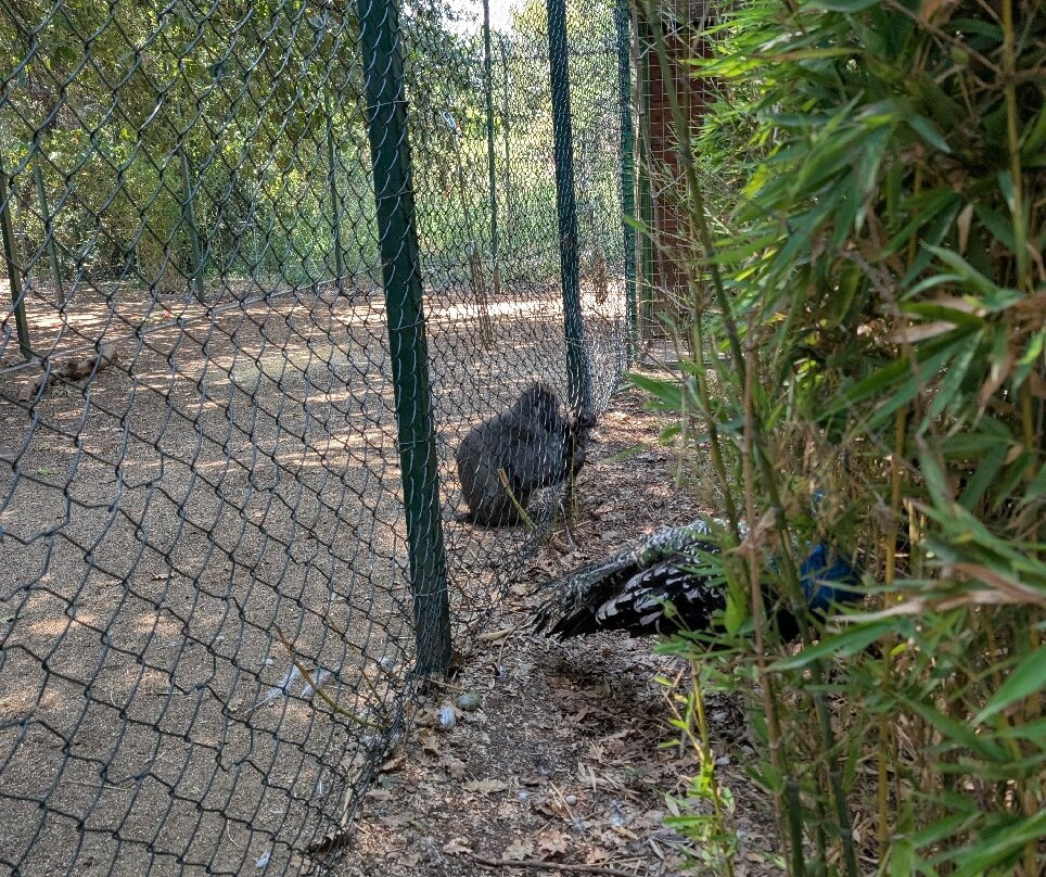Zoo d'Abruzzo-Rocca San Giovanni必去景点