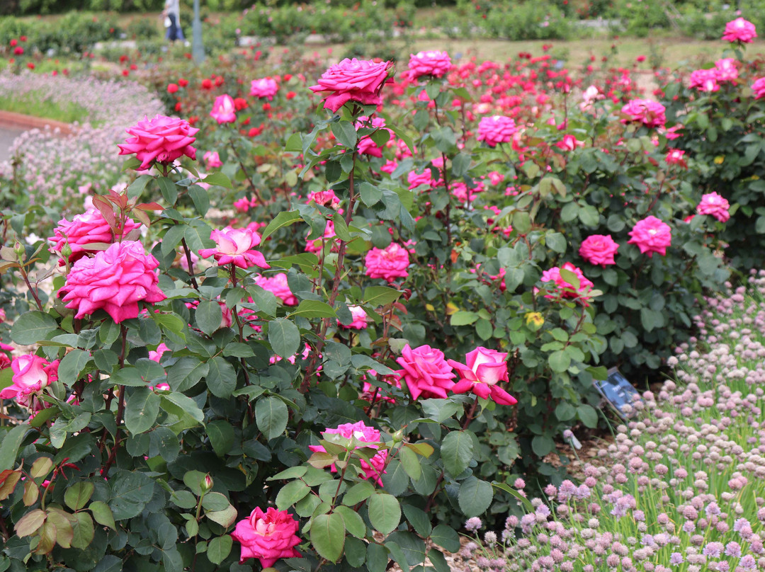 Iwamizawa Park-岩见泽市必去景点