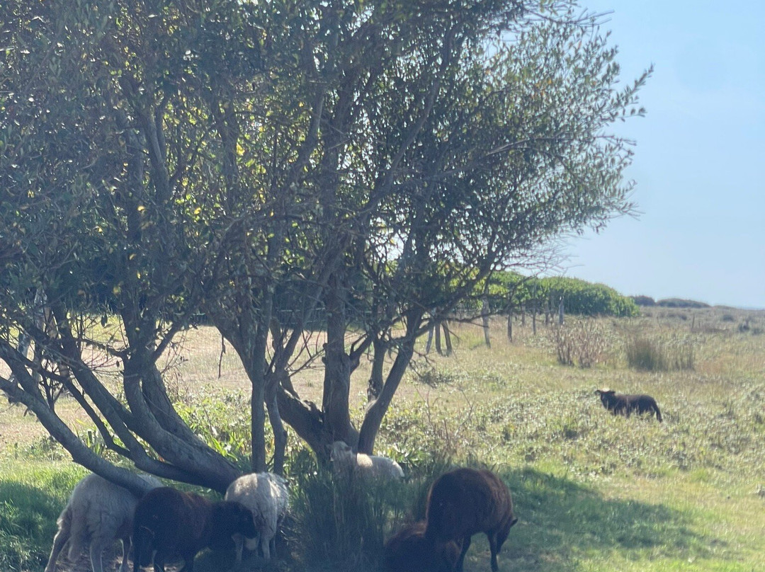 Tour de l'île d'HOËDIC-Hoedic必去景点