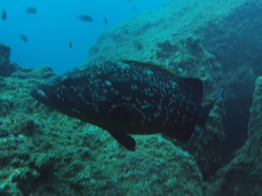 Cipreia Dive Club-沙尔必去景点