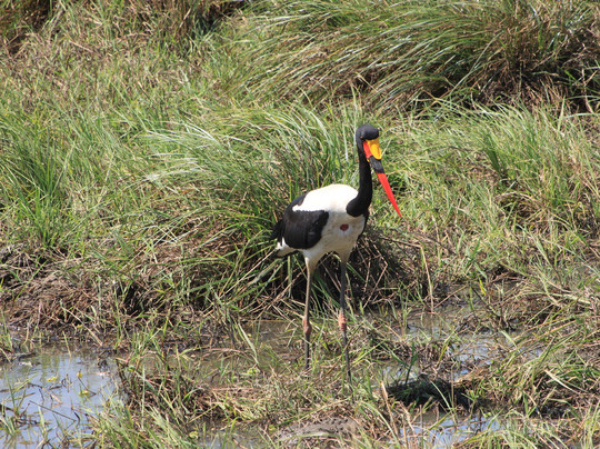 Africalife Tours and Safaris.-莫西必去景点