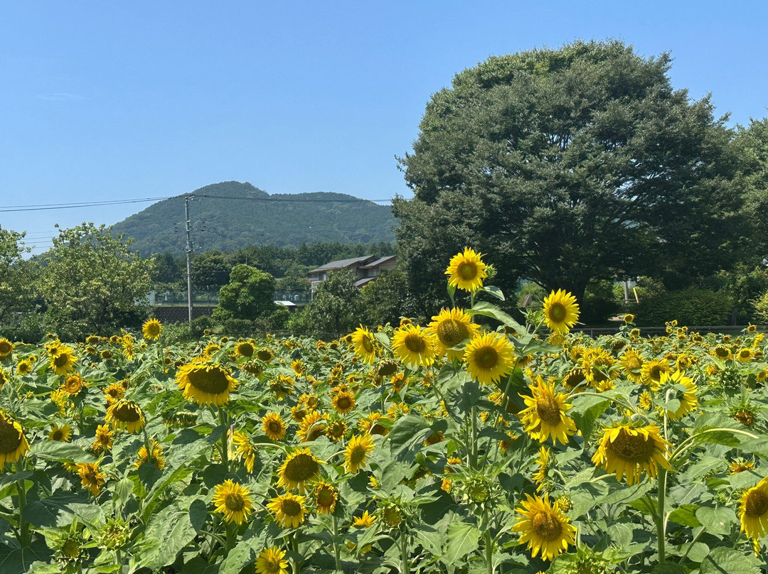 Hadano Togawa Park-秦野市必去景点