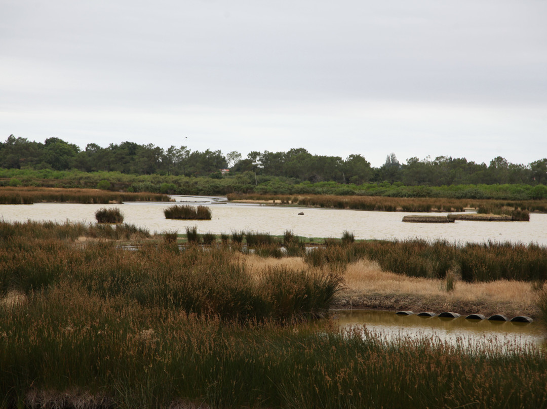 Réserve Ornithologique Du Teich-Le Teich必去景点