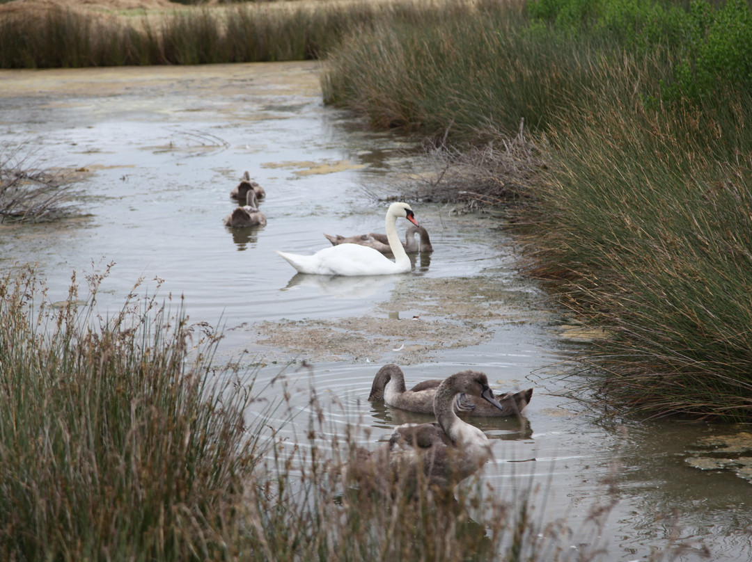Réserve Ornithologique Du Teich-Le Teich必去景点