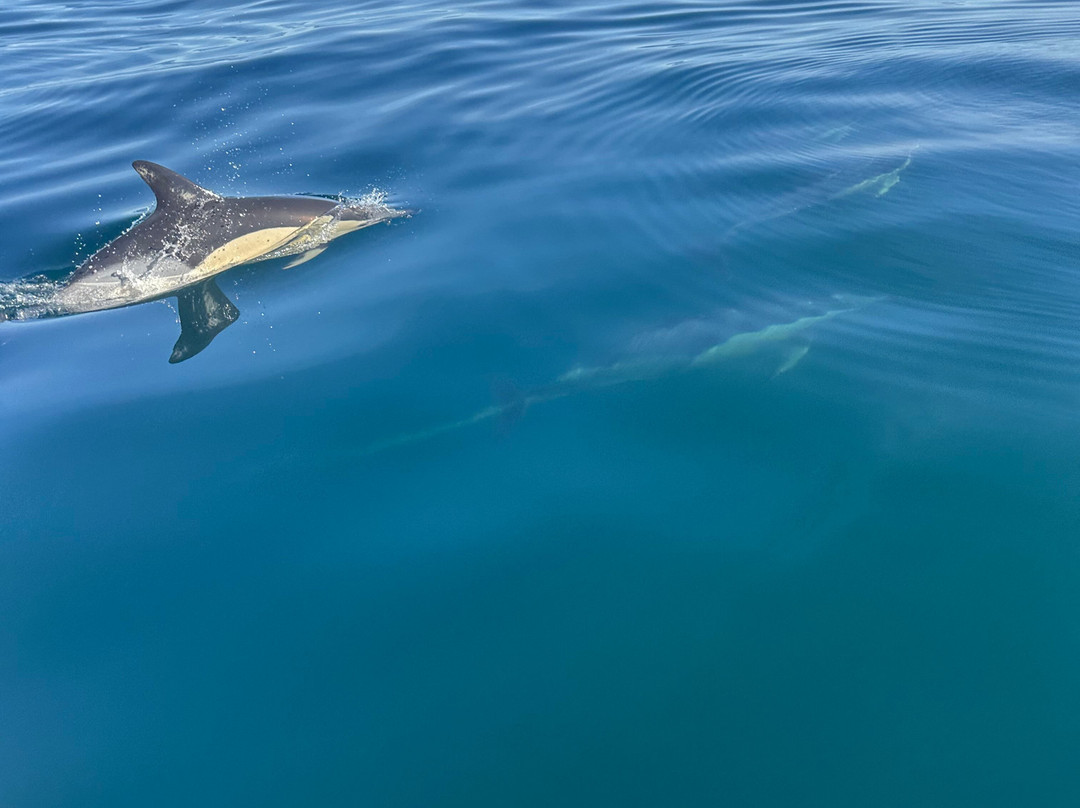 Wildwatch Algarve-费拉古多必去景点