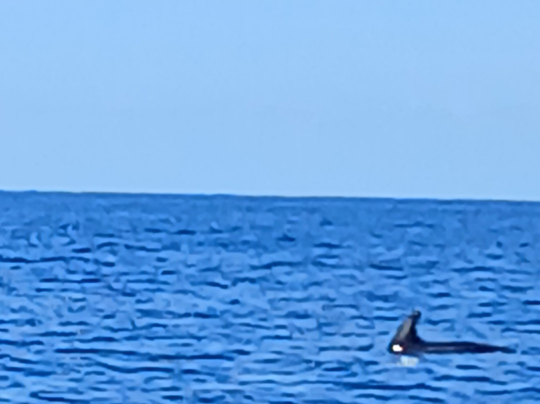 Balagne Aventures Corsica, promenades, excursions en bateau à Sant Ambroggio,en Balagne, en Corse-Lumio必去景点