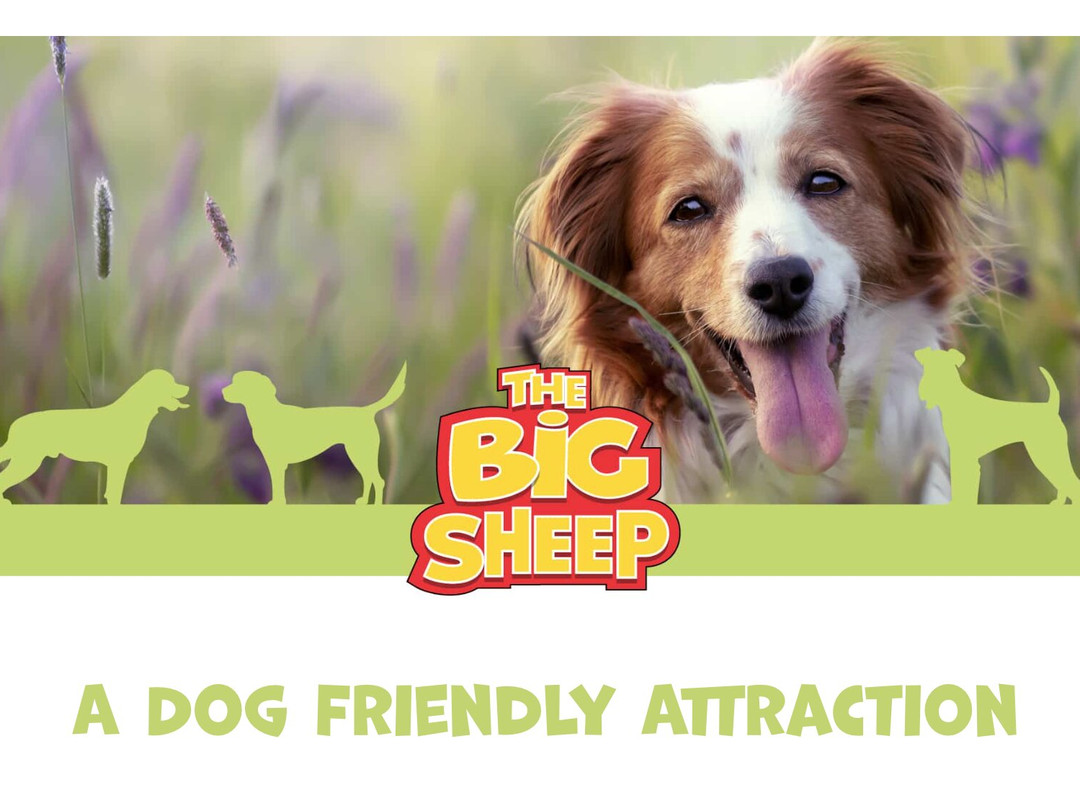 The Big Sheep.-比迪福德必去景点