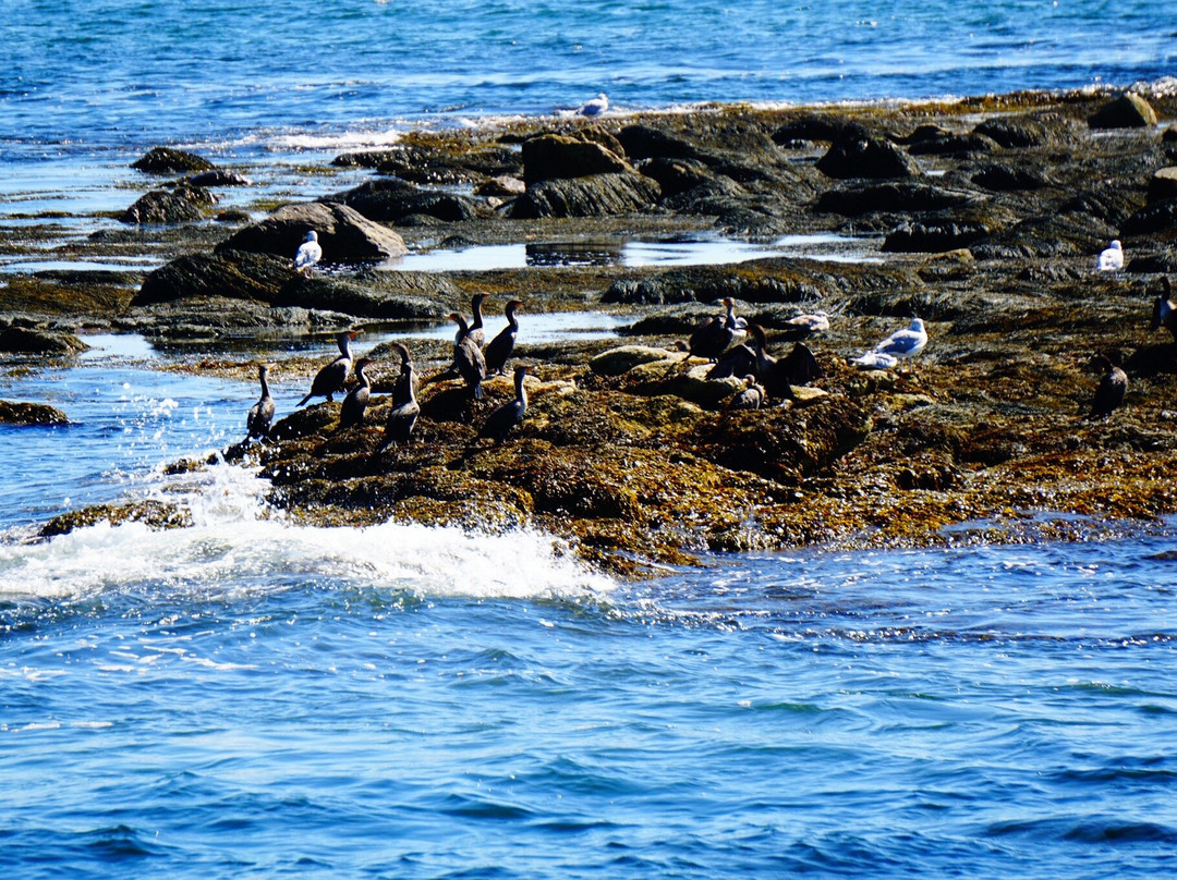 Hardy Boat Cruises-New Harbor必去景点