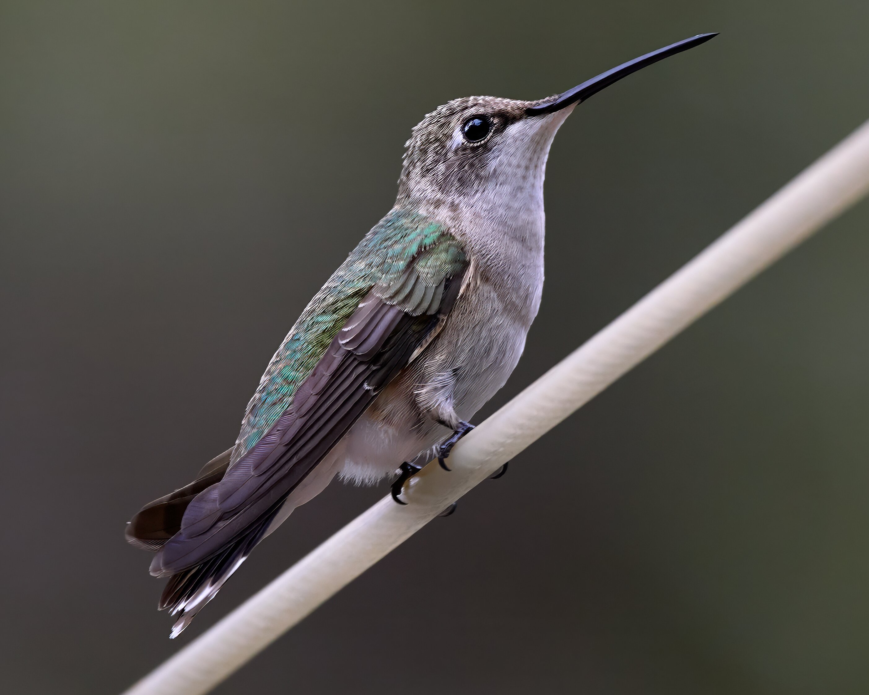 Ramsey Canyon Inn Bed and Breakfast-浴室