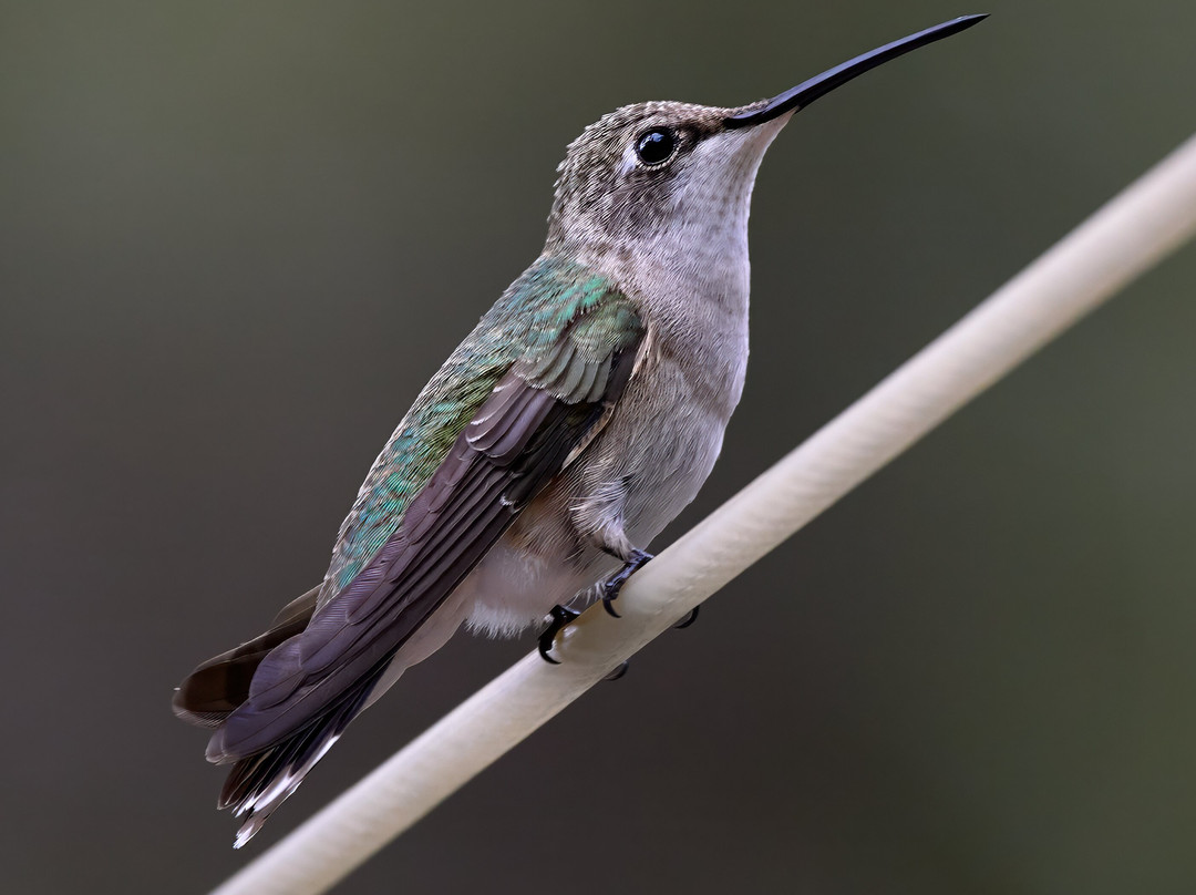 Ramsey Canyon Inn Bed and Breakfast主图