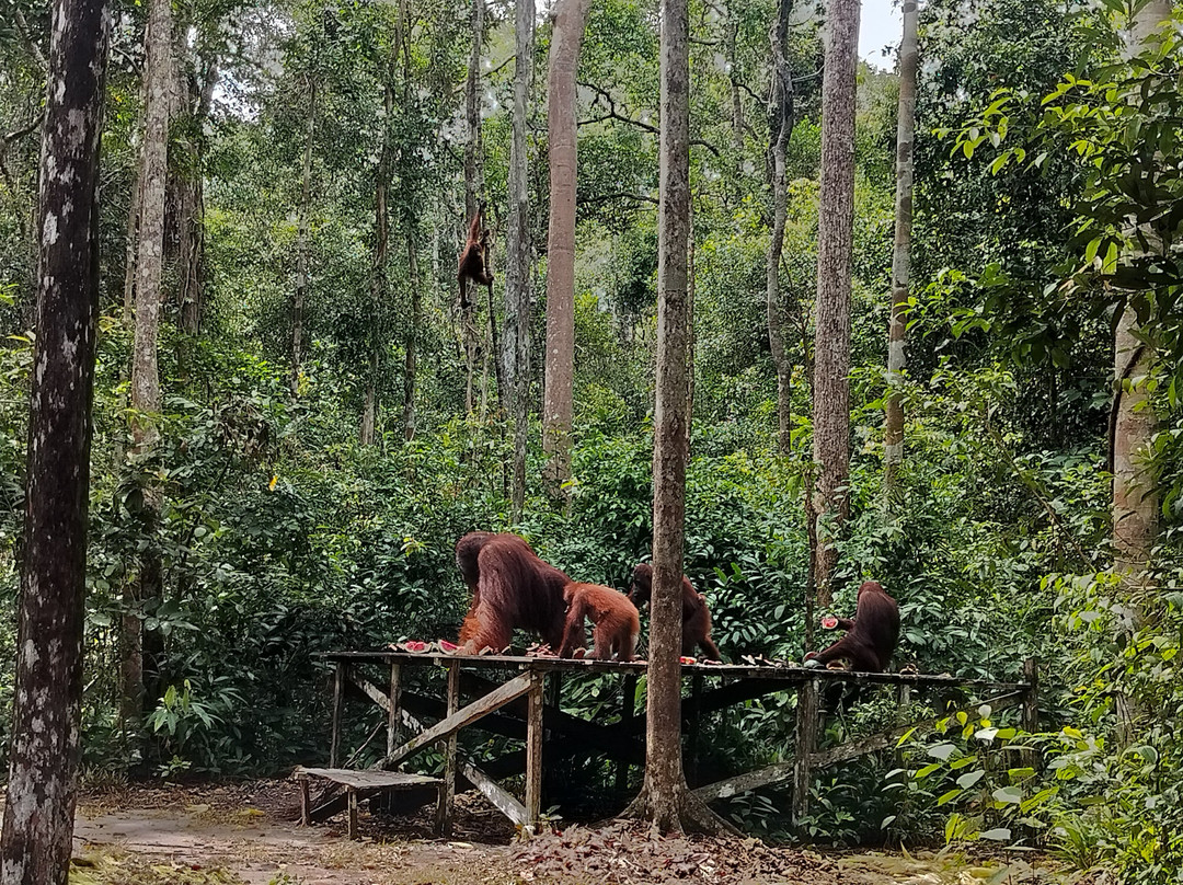 Guia En Borneo-Pangkalan Bun必去景点