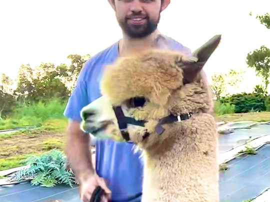 Maui Alpaca-马卡瓦必去景点