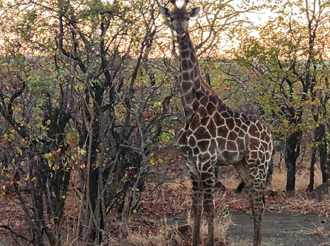 Khalanga Safaris-伐拉博瓦必去景点