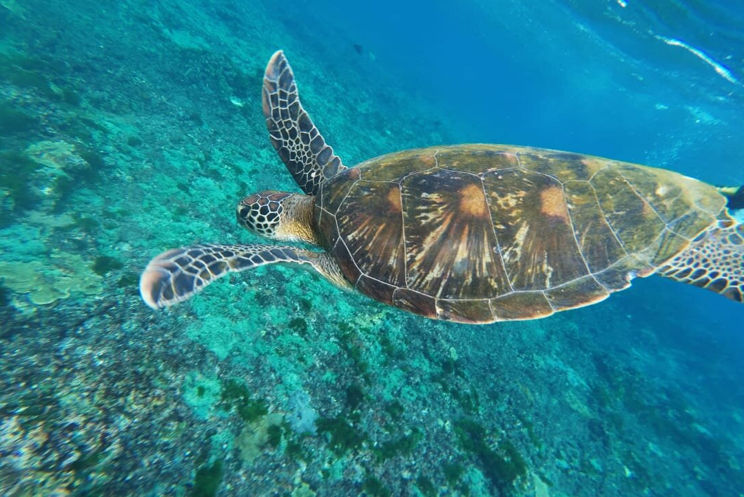 Captain Yin Yang-Pejukutan必去景点