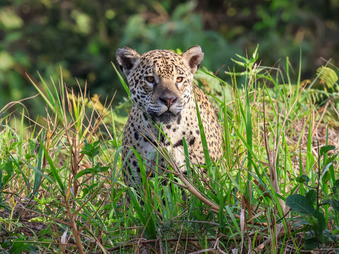 Pantanal Jaguar Safaris-Chapada dos Guimaraes必去景点