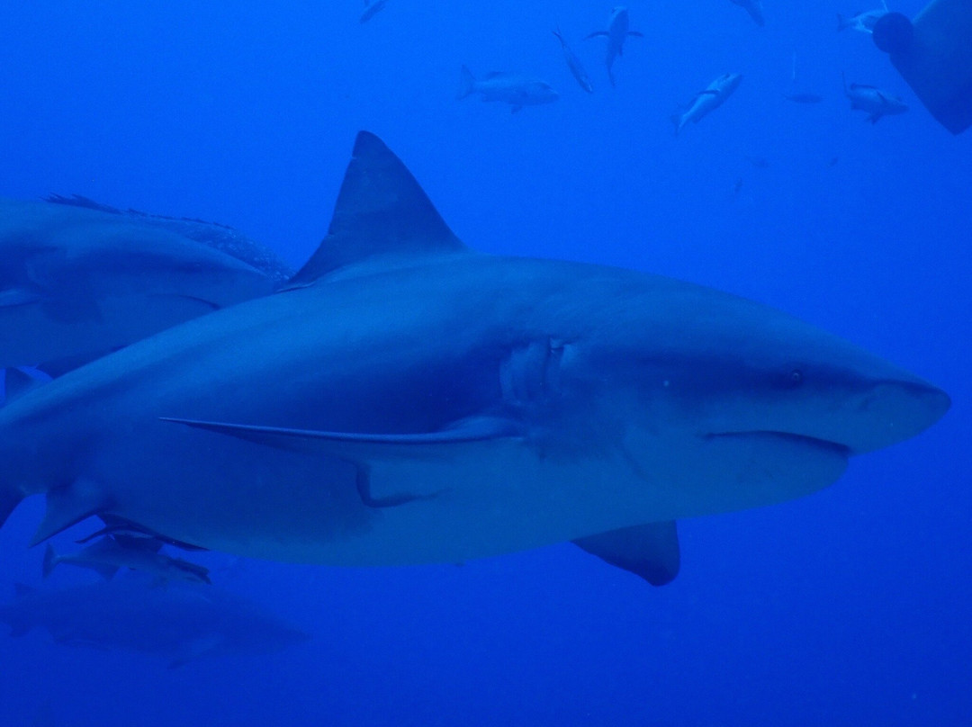 Coral Coast Divers-太平洋港必去景点