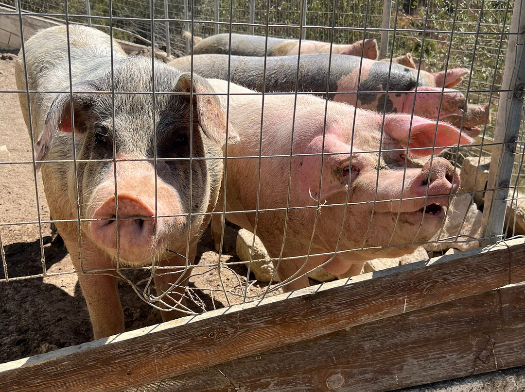 Kamihis Farm-Zaros必去景点