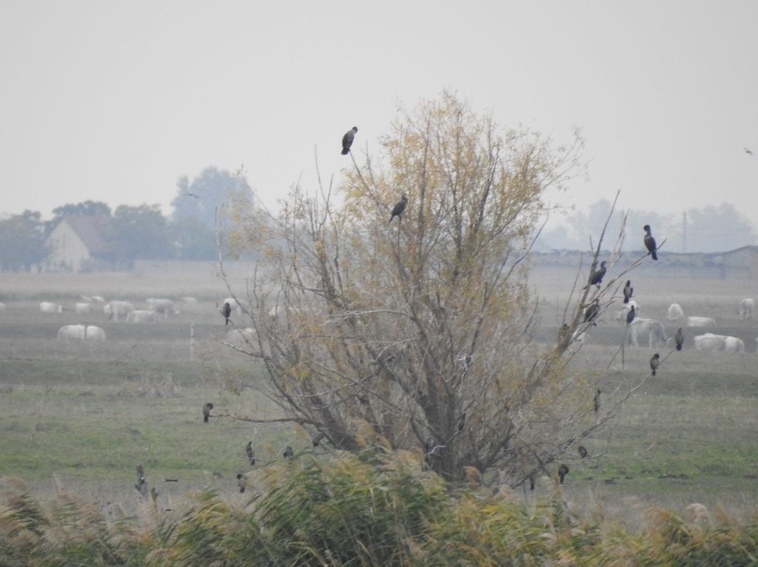Wings of Hungary - birding and nature tours-凯奇凯梅特必去景点