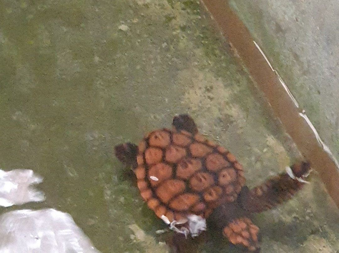 Sea Turtle Conservation Project (Koggala)-克拉必去景点