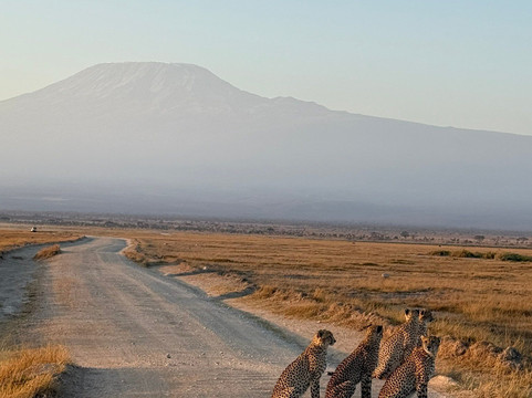 Assured Safaris-内罗毕必去景点