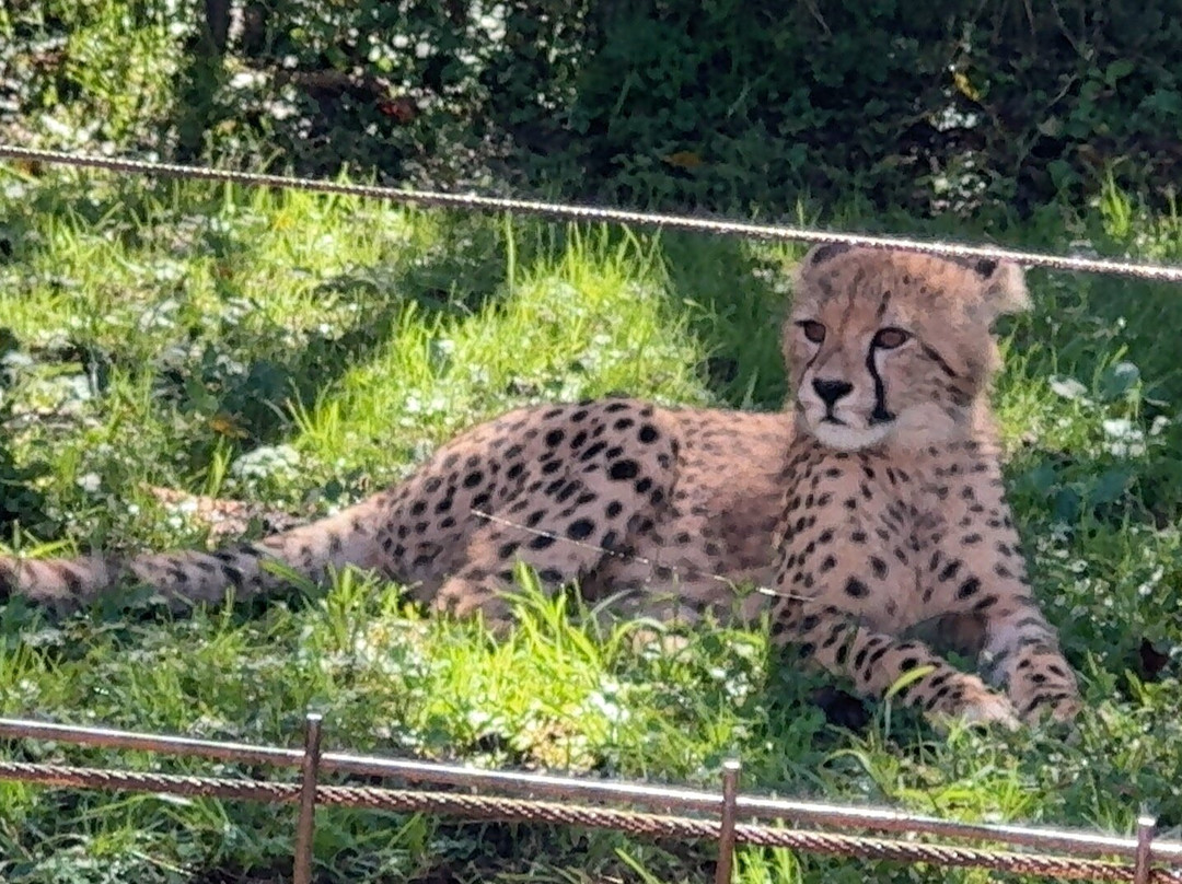 Fuji Safari Park-裾野市必去景点
