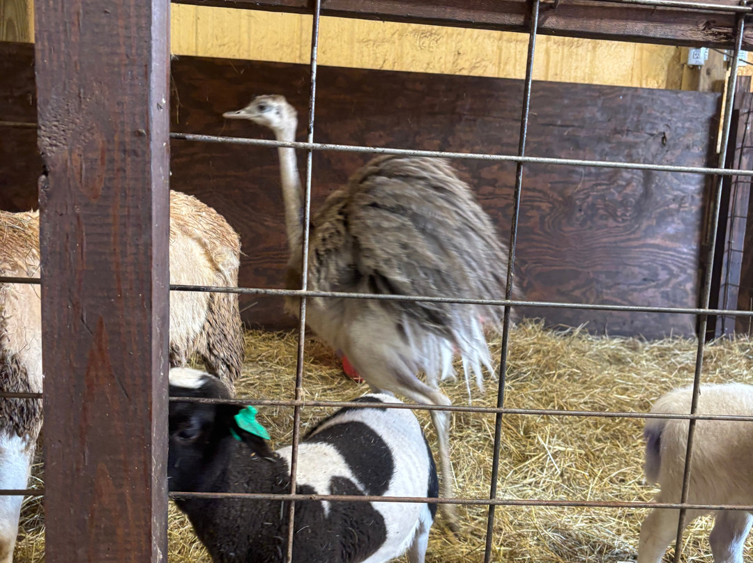 Cress Creeks Farm And Corn Maze-Ellijay必去景点