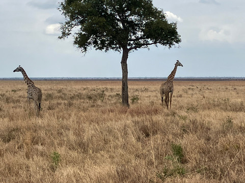Simon & Pumba Safari's-内罗毕必去景点