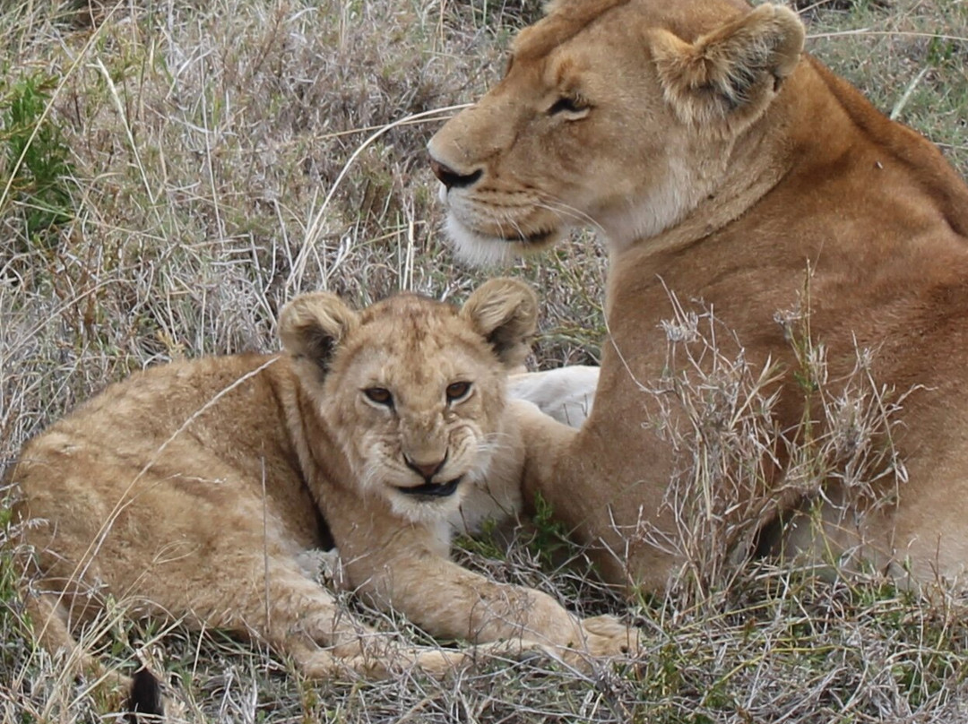 Leopard Tours Limited-阿鲁沙必去景点